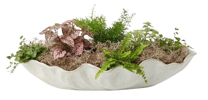 Assembled Ivory Ceramic Planter w/ Live Shade Plantings (A) 23.75"L x 7.75"W x 5.5"H