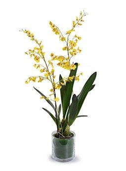 Realistic Faux Yellow Oncidium Orchid in Glass Vase 35"H