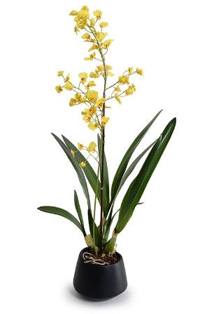 Realistic Faux Yellow Oncidium Orchid in Black Porcelain Vase 10"W x 10"D x 32"H