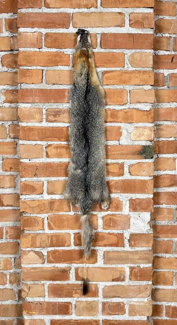 Beautiful Kit Fox Fur Pelt Taxidermy