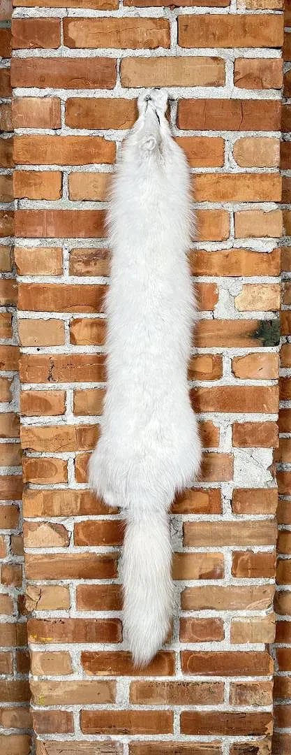 Beautiful Arctic Fox Fur Pelt Taxidermy