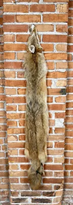 Montana Taxidermy Coyote Pelt Hide