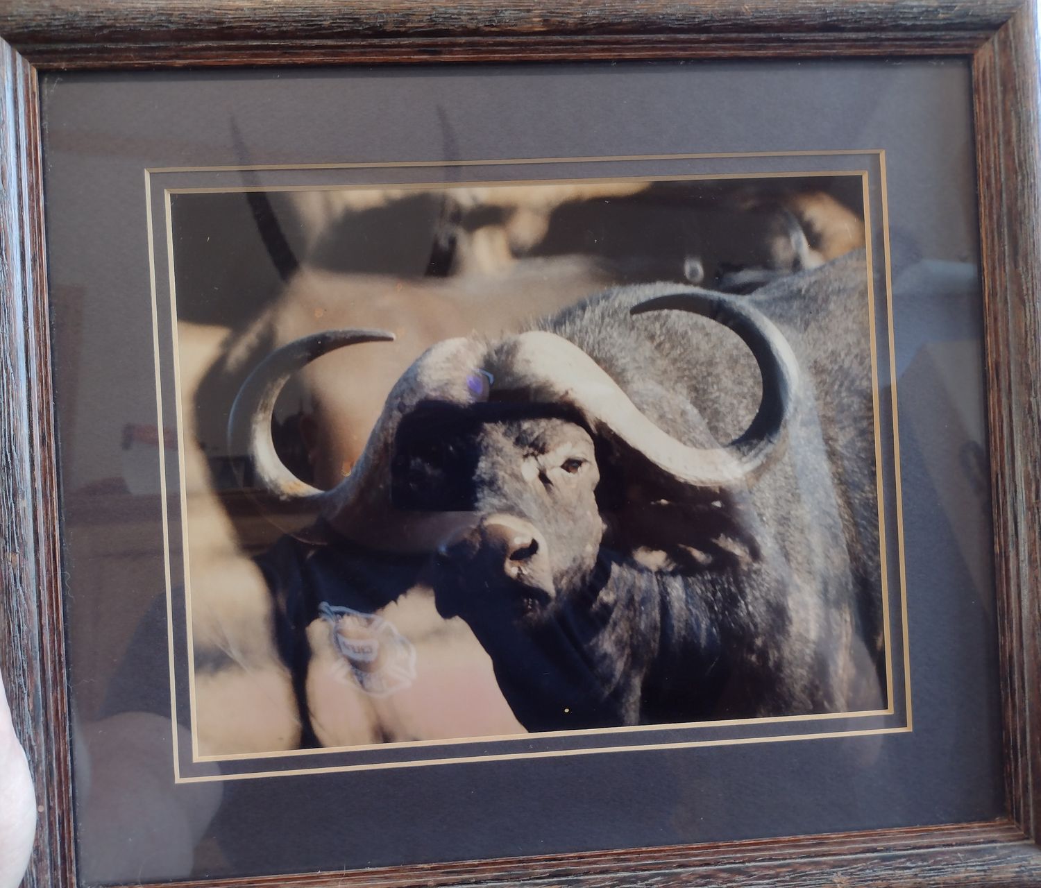 Cape Buffalo