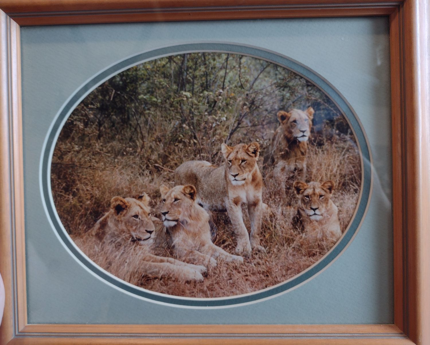 African Lion Picture