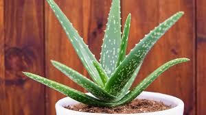 ALOVERA     Herb Plant 4 inch Pot
