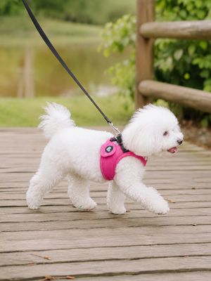 Harnesses