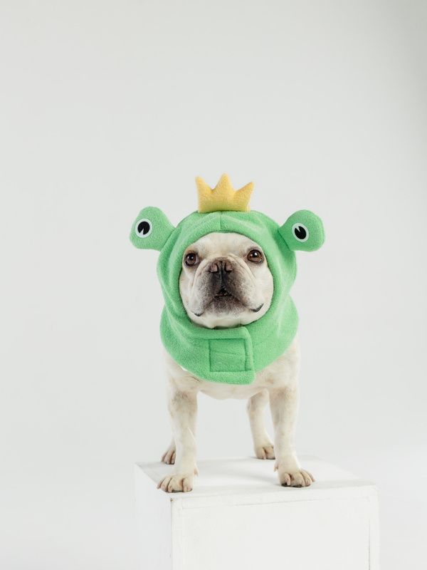 Frog beanie