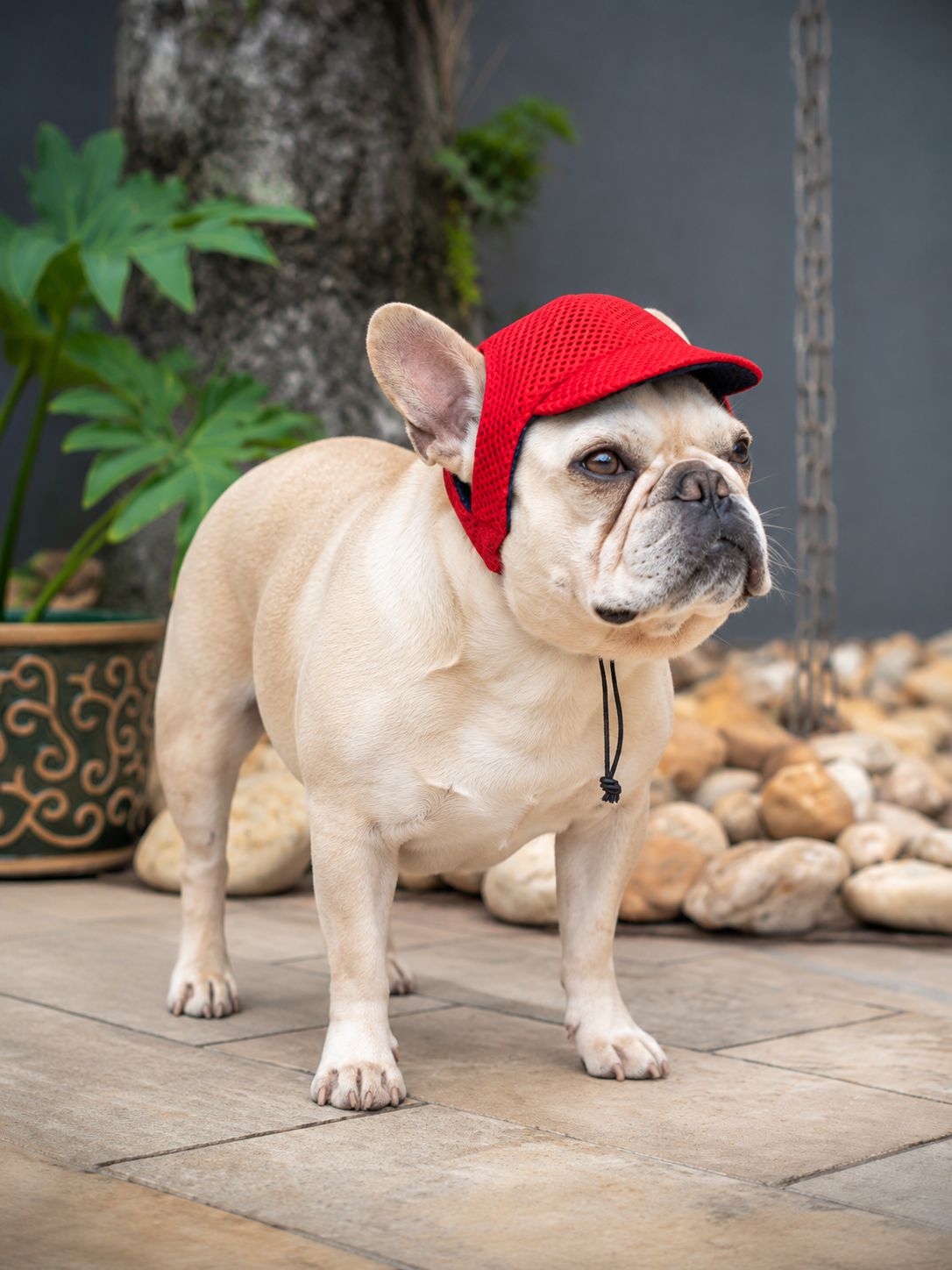Double-Sided Pet Cap - Red