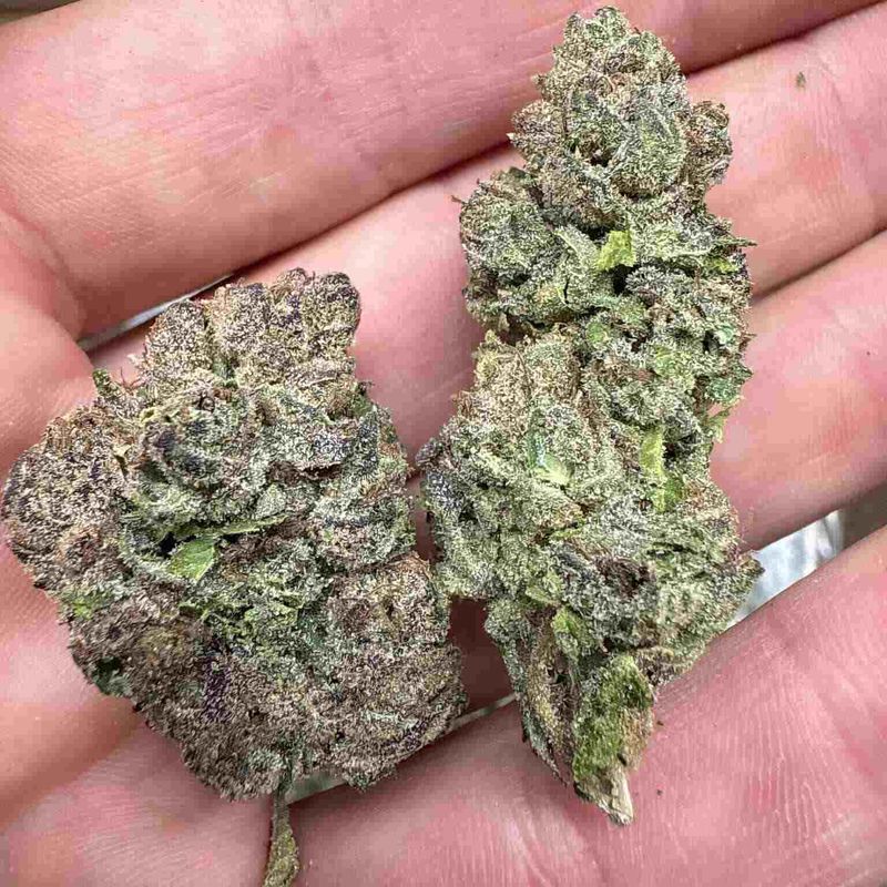 Lemon Cherry Gelato Flower