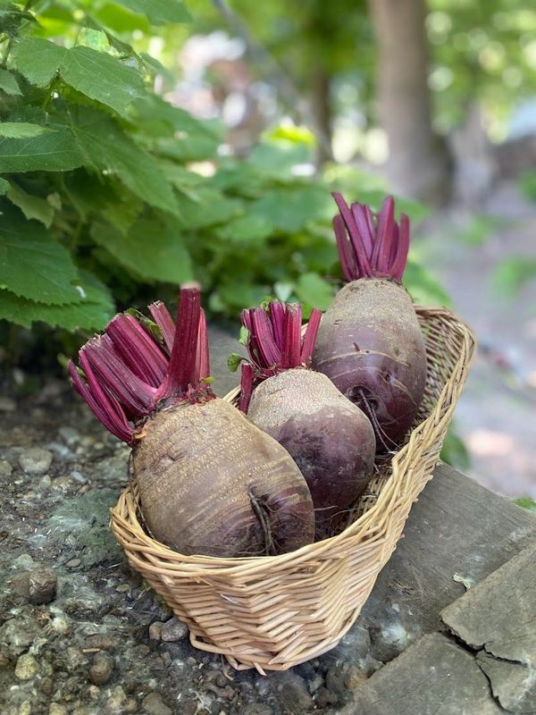 Barbabietola