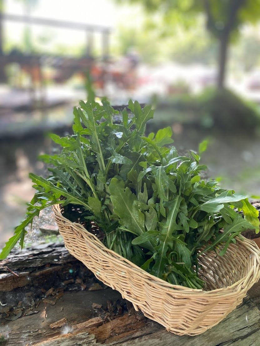 Rucola