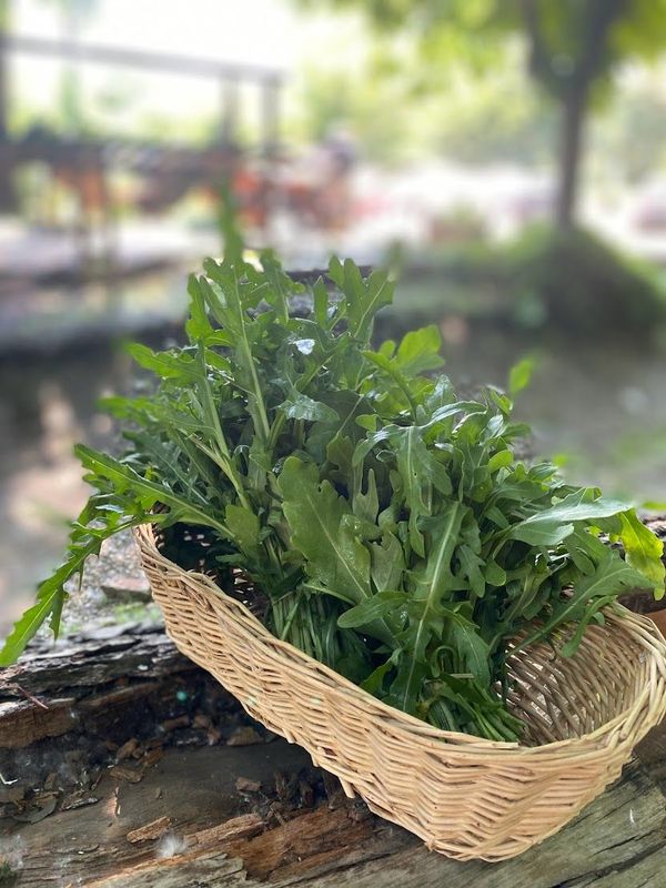 Rucola