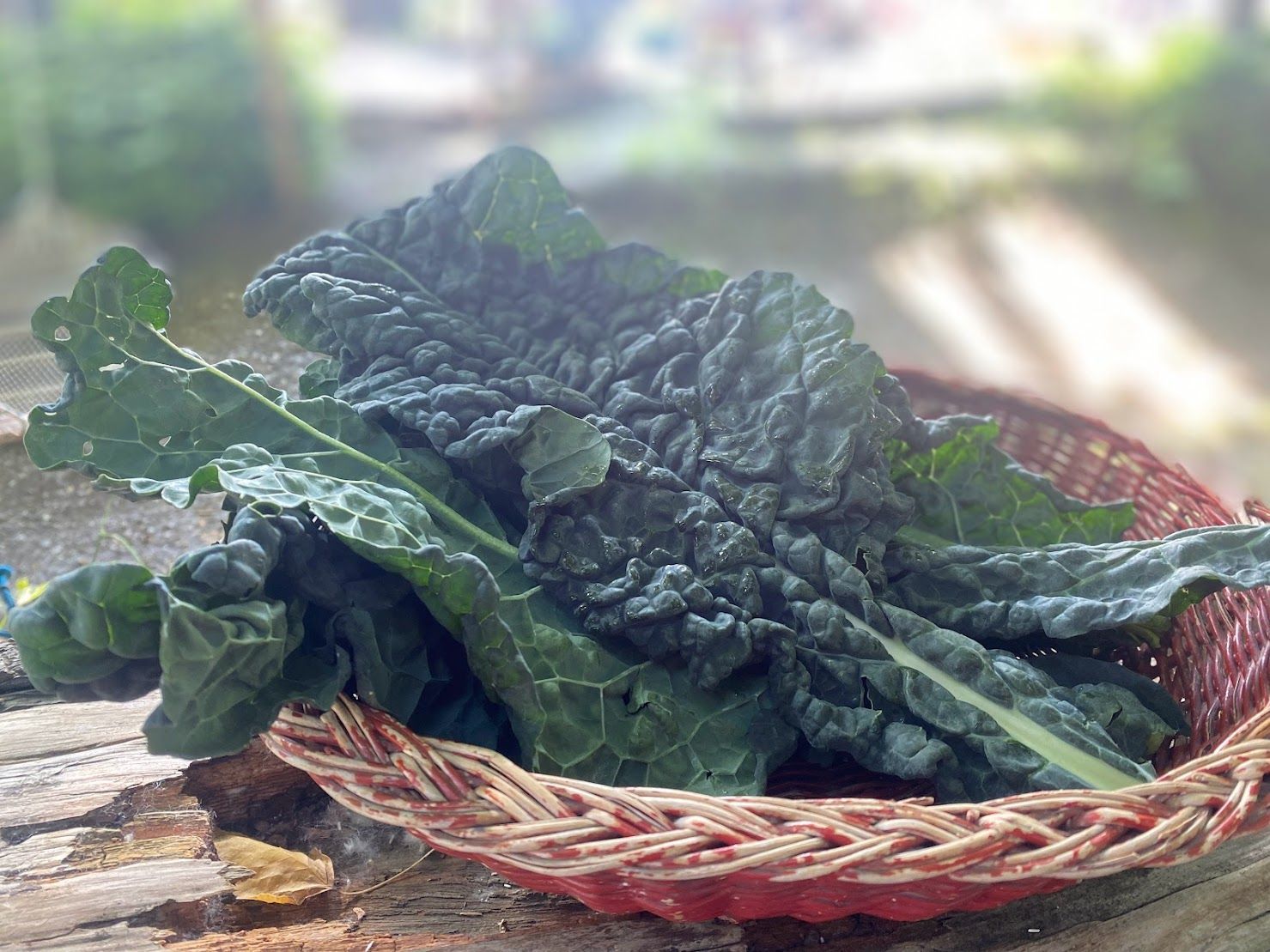 Cavolo nero Cavolo nero