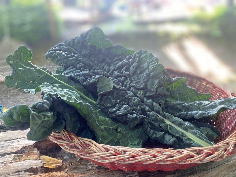 Cavolo nero