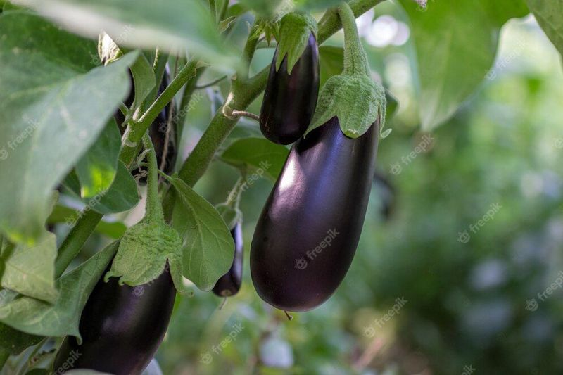 Melanzane scure