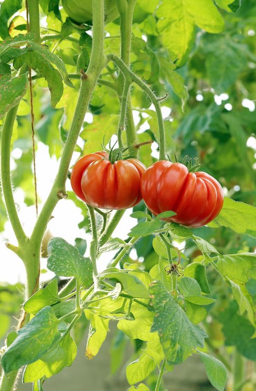 Pomodoro a grappolo