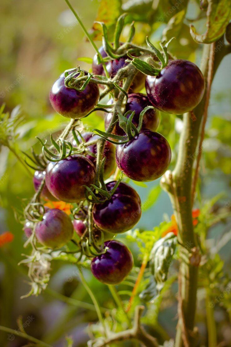 Pomodoro nero da insalata