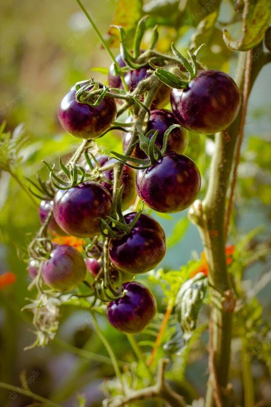 Pomodoro nero da insalata