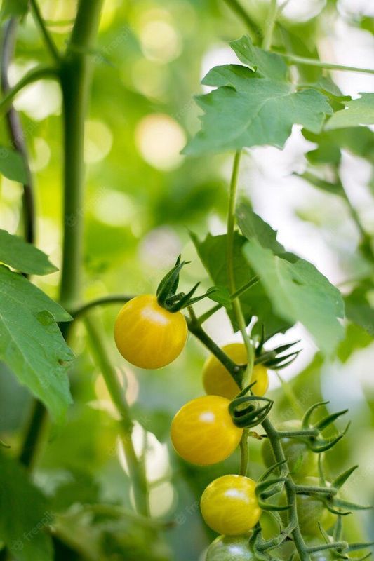 Pomodoro da insalata giallo