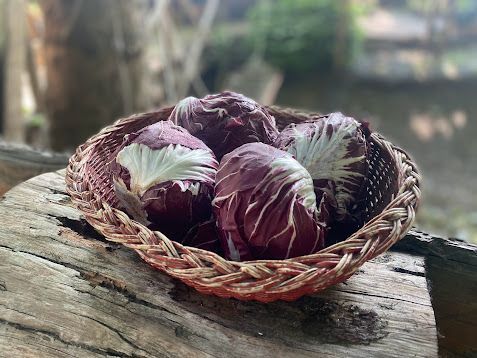 Radicchio rosso (tondo, trevisano)