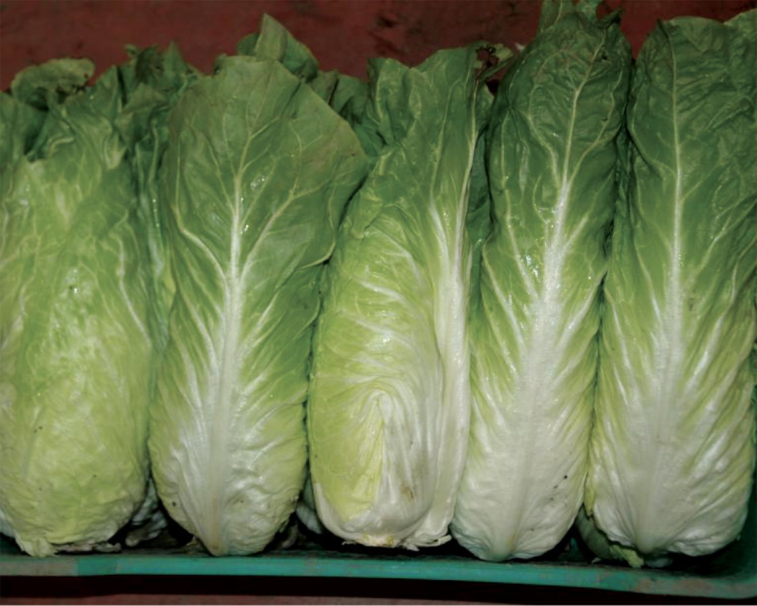 Radicchio pan di zucchero Radicchio pan di zucchero