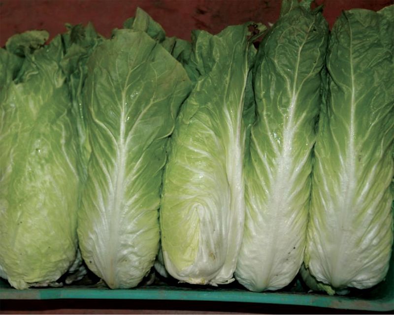 Radicchio pan di zucchero