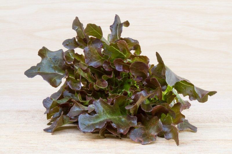 Mazzo di shiso rosso (basilico orientale)
