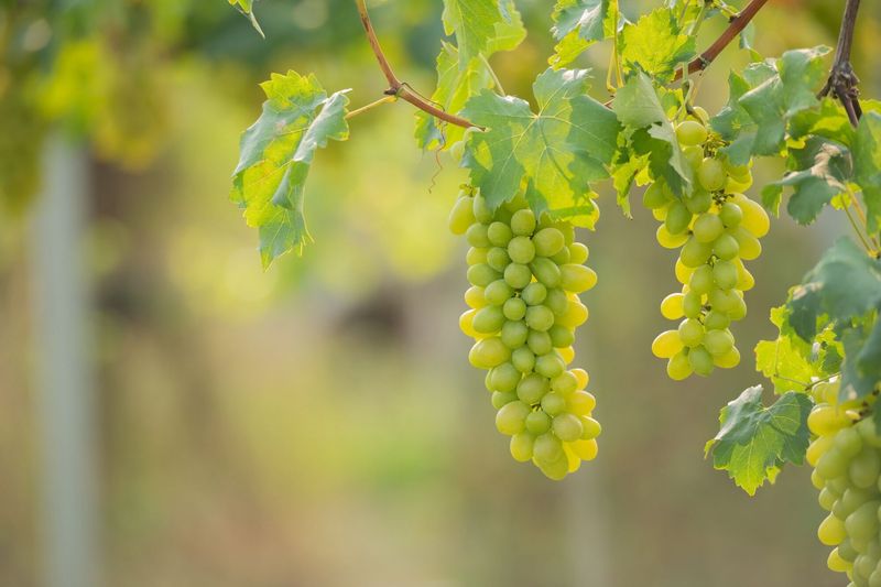 Uva bianca/rossa
