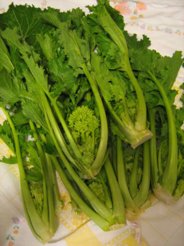 Cime di rapa