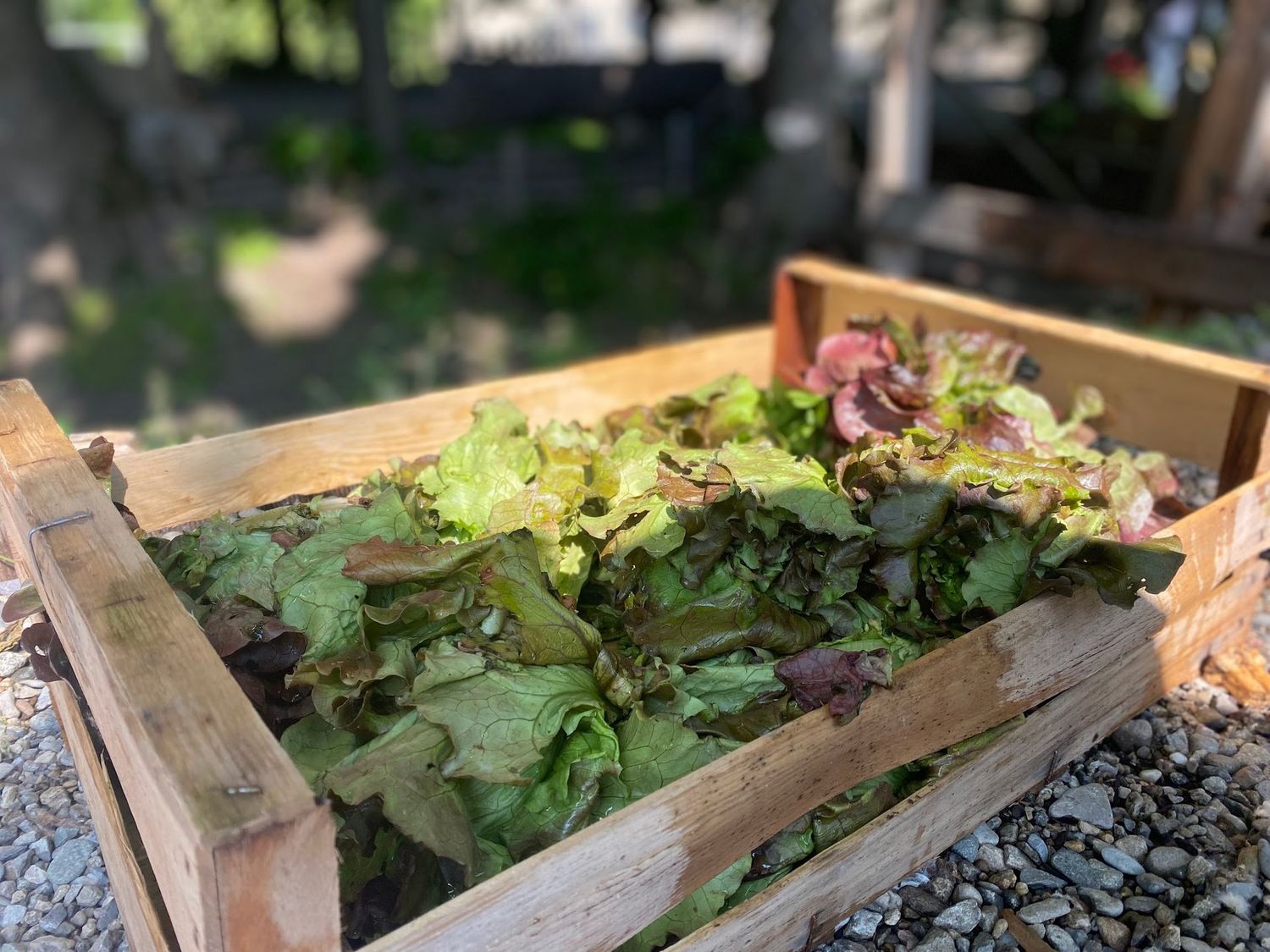 Insalate di stagione (lollo, gentile, pan di zucchero, lattuga)