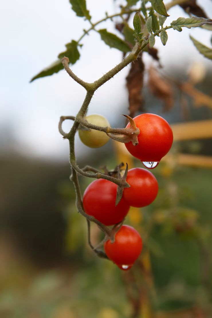 Pomodoro ciliegino