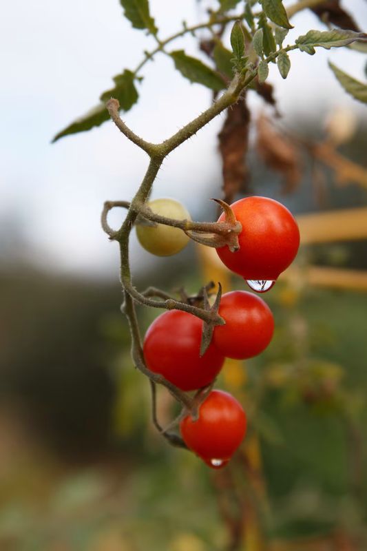 Pomodoro ciliegino