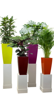 Linear Fine (Gloss Finish )