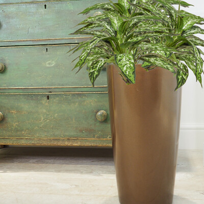 Cylindrus Fine (Gloss Finish)