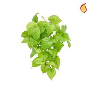Pothos Bush Fresh Green 51cm FR-S15 (Box of 6)