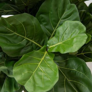 Artificial Fiddle Tree with Natural Trunk 220cm
