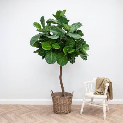 Artificial Fiddle Tree with Natural Trunk 220cm
