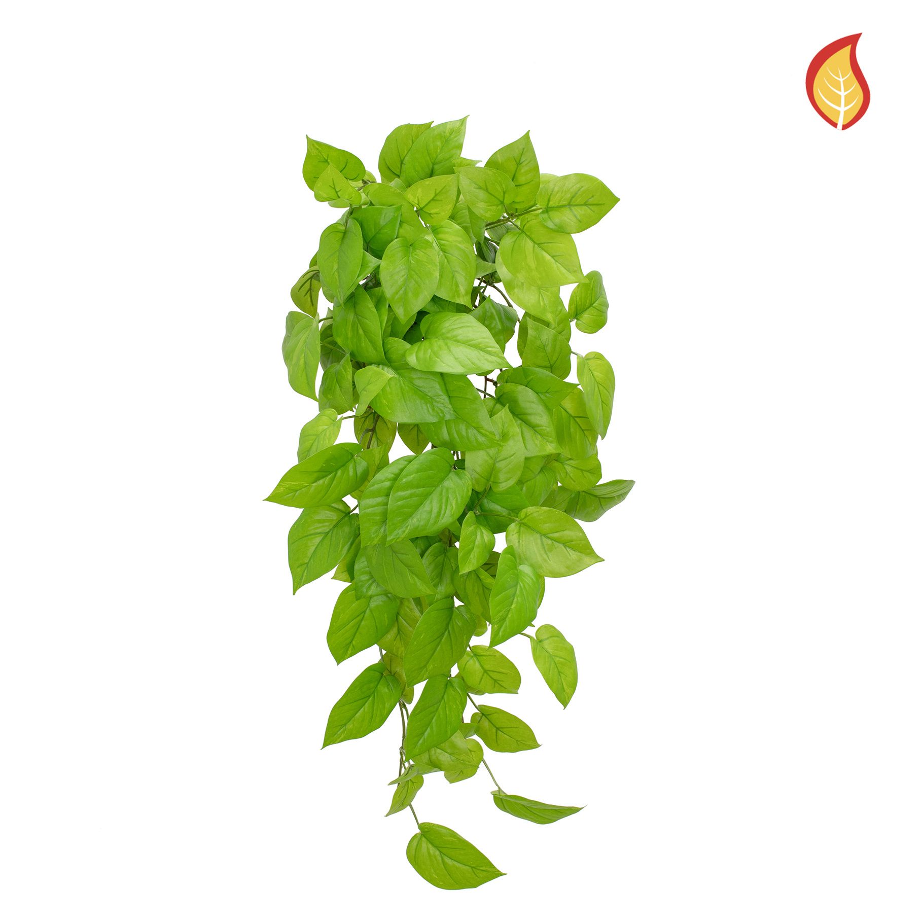 Pothos Bush Fresh Green 51cm FR-S15 (Box of 6)