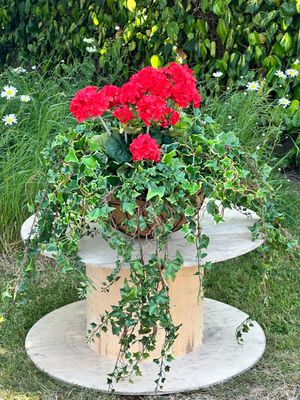 Bespoke Deluxe Hanging Baskets (POA) Bespoke Deluxe Hanging Baskets (POA)