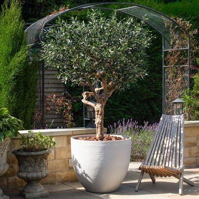 Artificial Olive Natural Coffee Stem Tree 200cm (Pot not incl.)