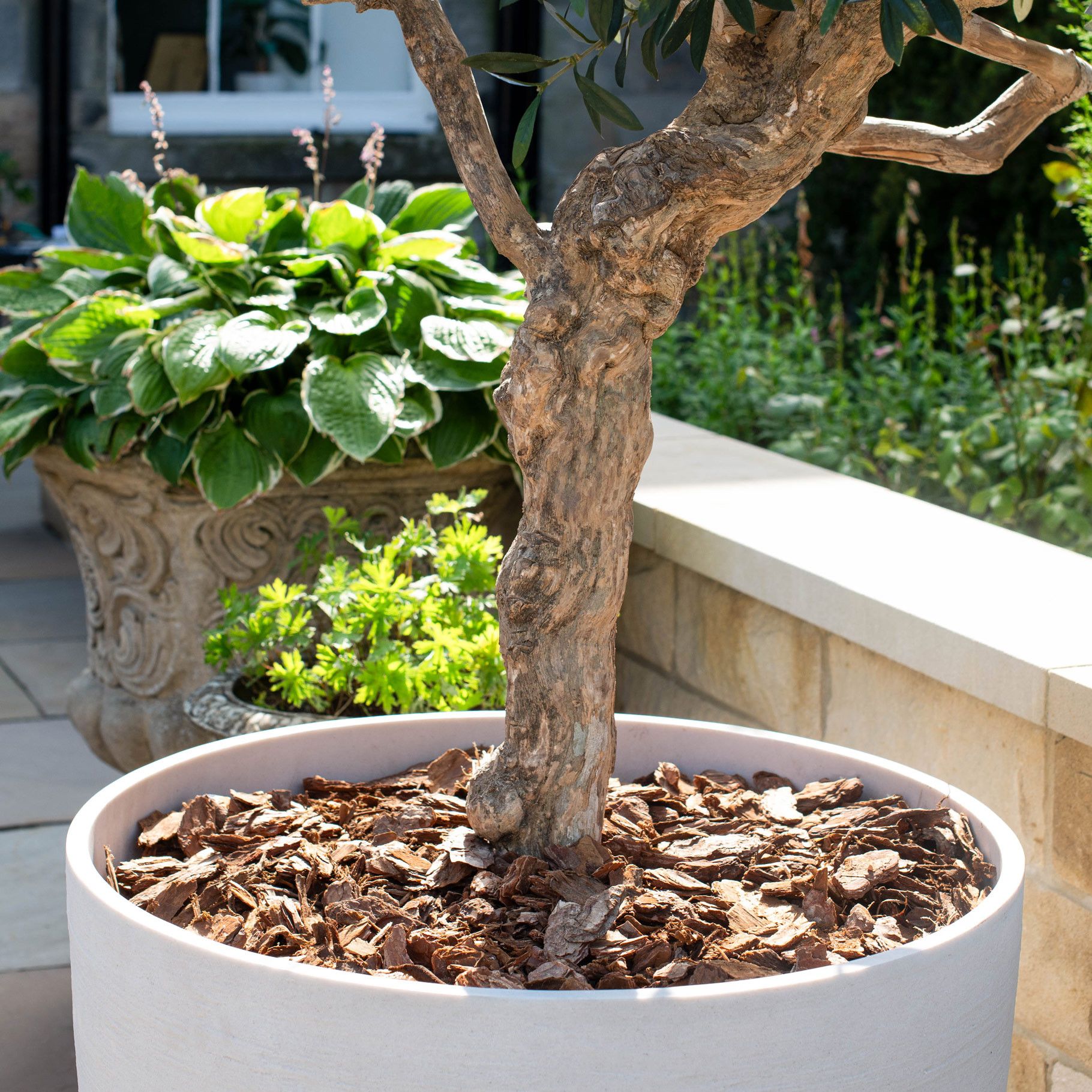 Artificial Olive Natural Coffee Stem Tree 200cm (Pot not incl.)