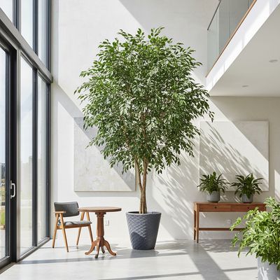 Artificial Ficus Exotica KDP 500cm (Pot not Incl.)