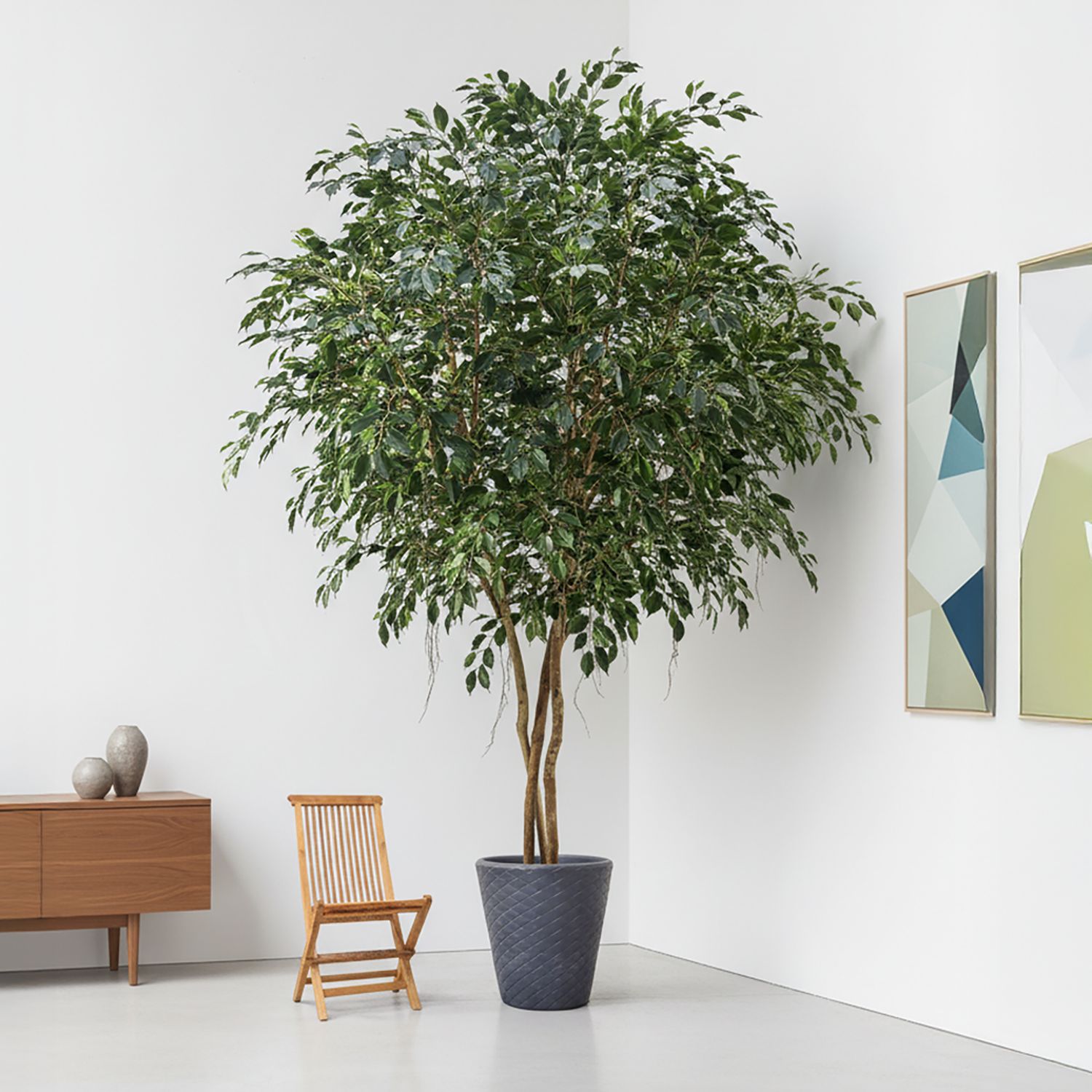 Large Artificial Ficus Exotica 400cm(pot not incl.)