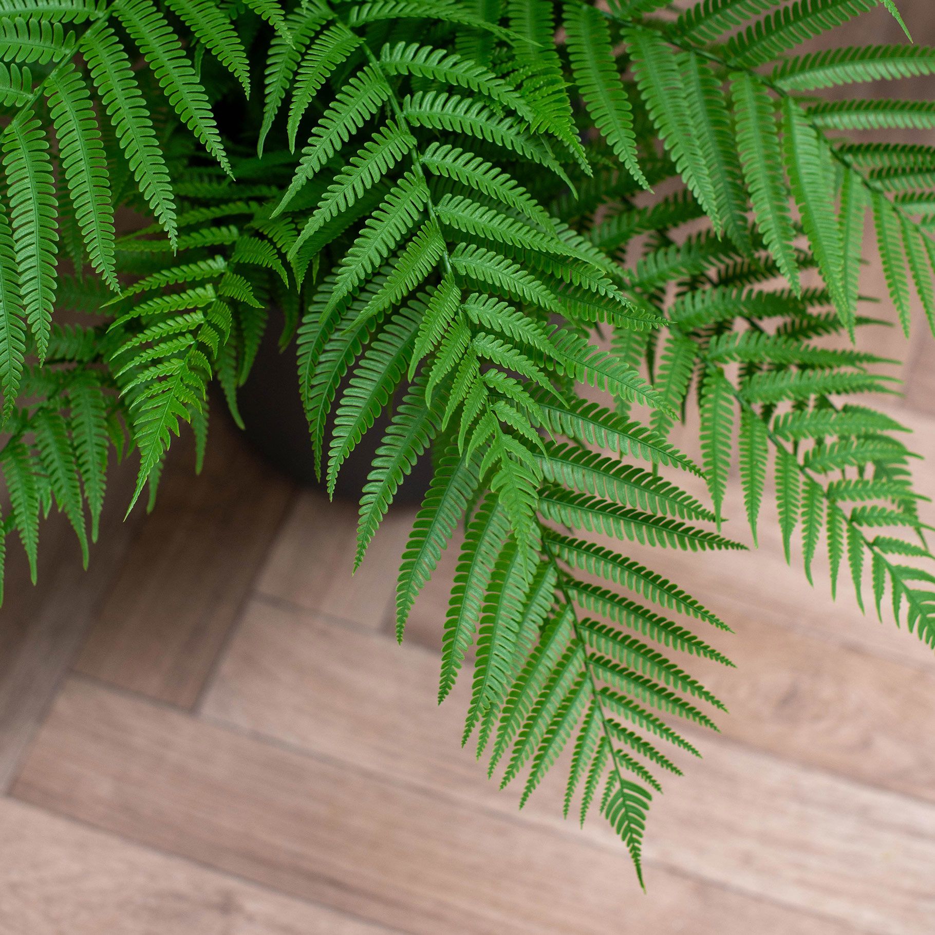 Artificial Plants Alsophila 40cm