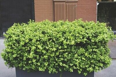 Lipped Windowbox