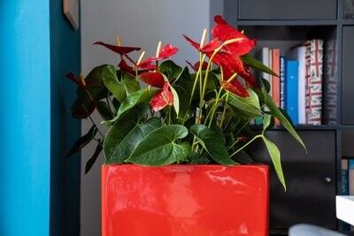 Linear Planter