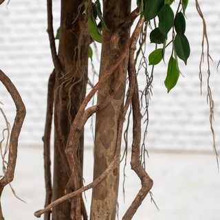 Ficus Natasja Giant Tree 350cm
