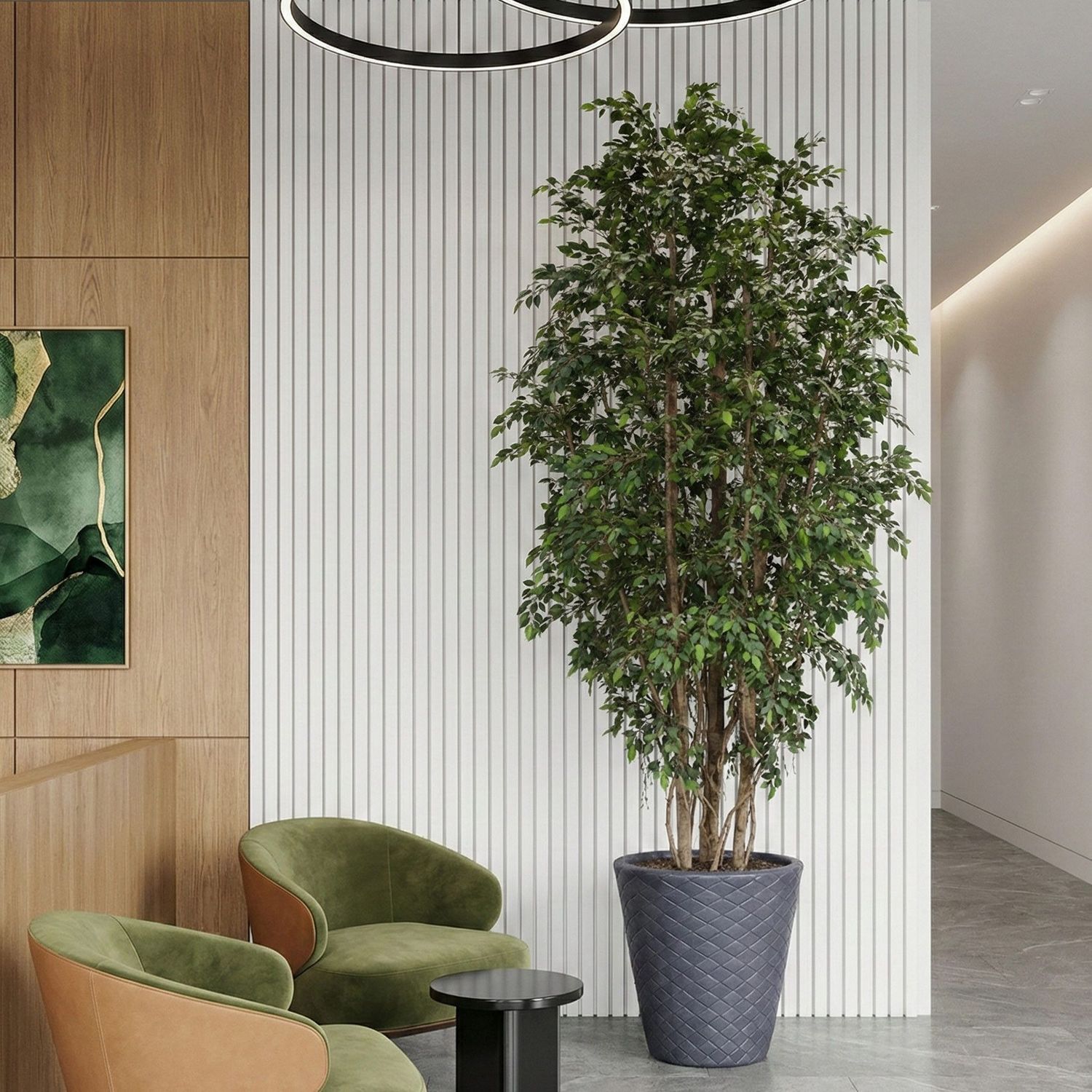 Ficus Natasja Giant Tree 350cm