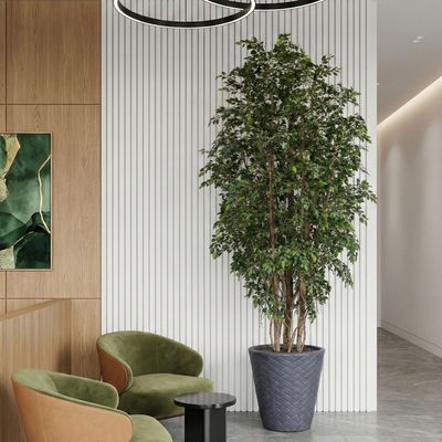 Ficus Natasja Giant Tree 350cm