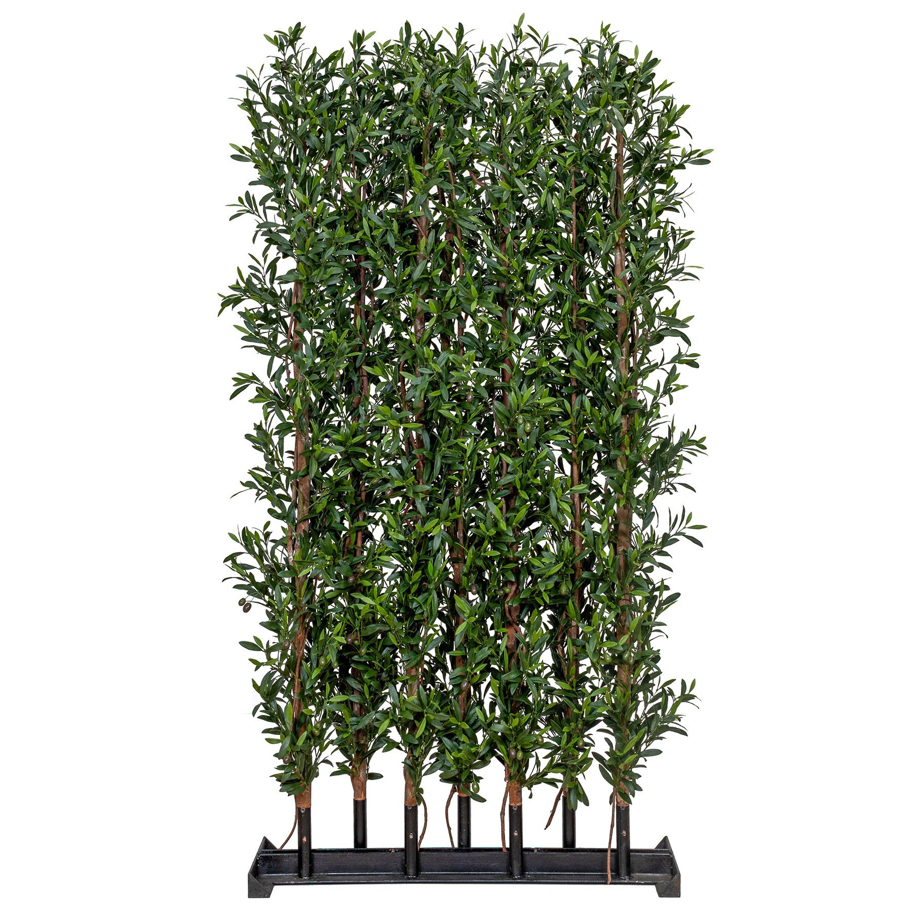 Greenwall Olive Hedge 180x120cm